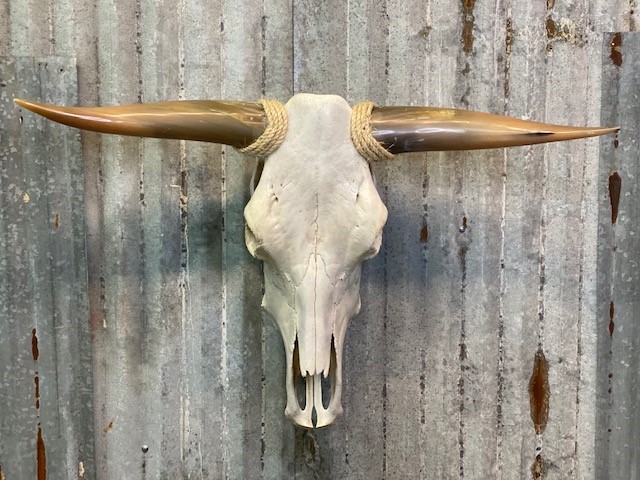 Long Horn Skull Empty - Click Image to Close